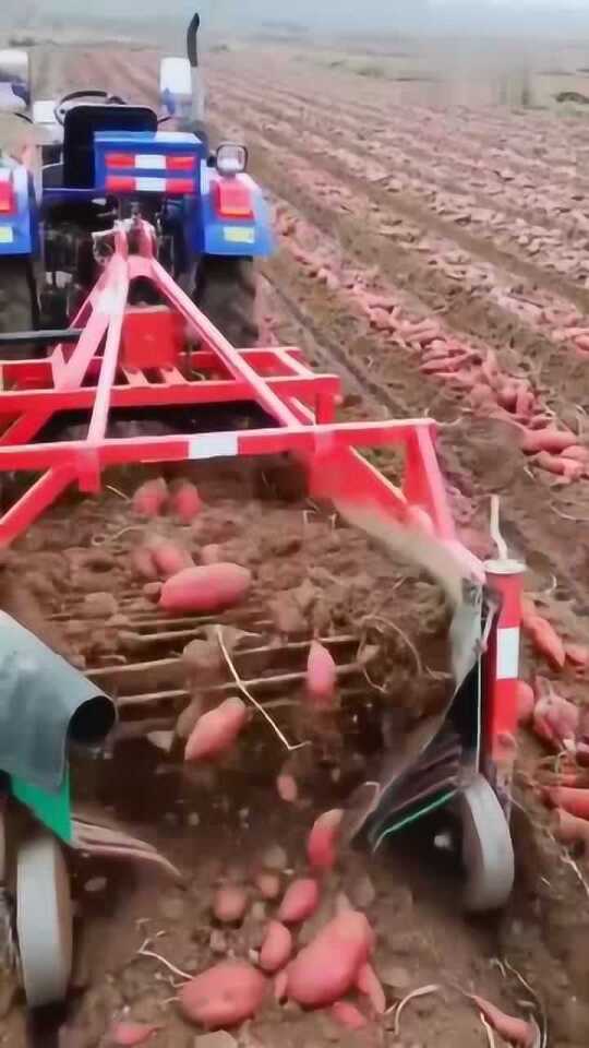 科技革新引領(lǐng)紅薯挖掘新紀(jì)元，最新挖紅薯機(jī)器亮相！