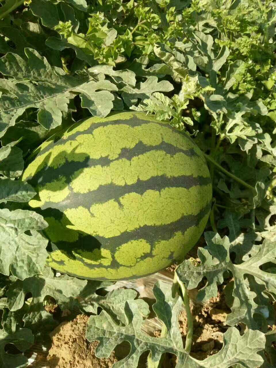 惠民西瓜最新價格，一顆瓜的成長之路與你的成長相伴