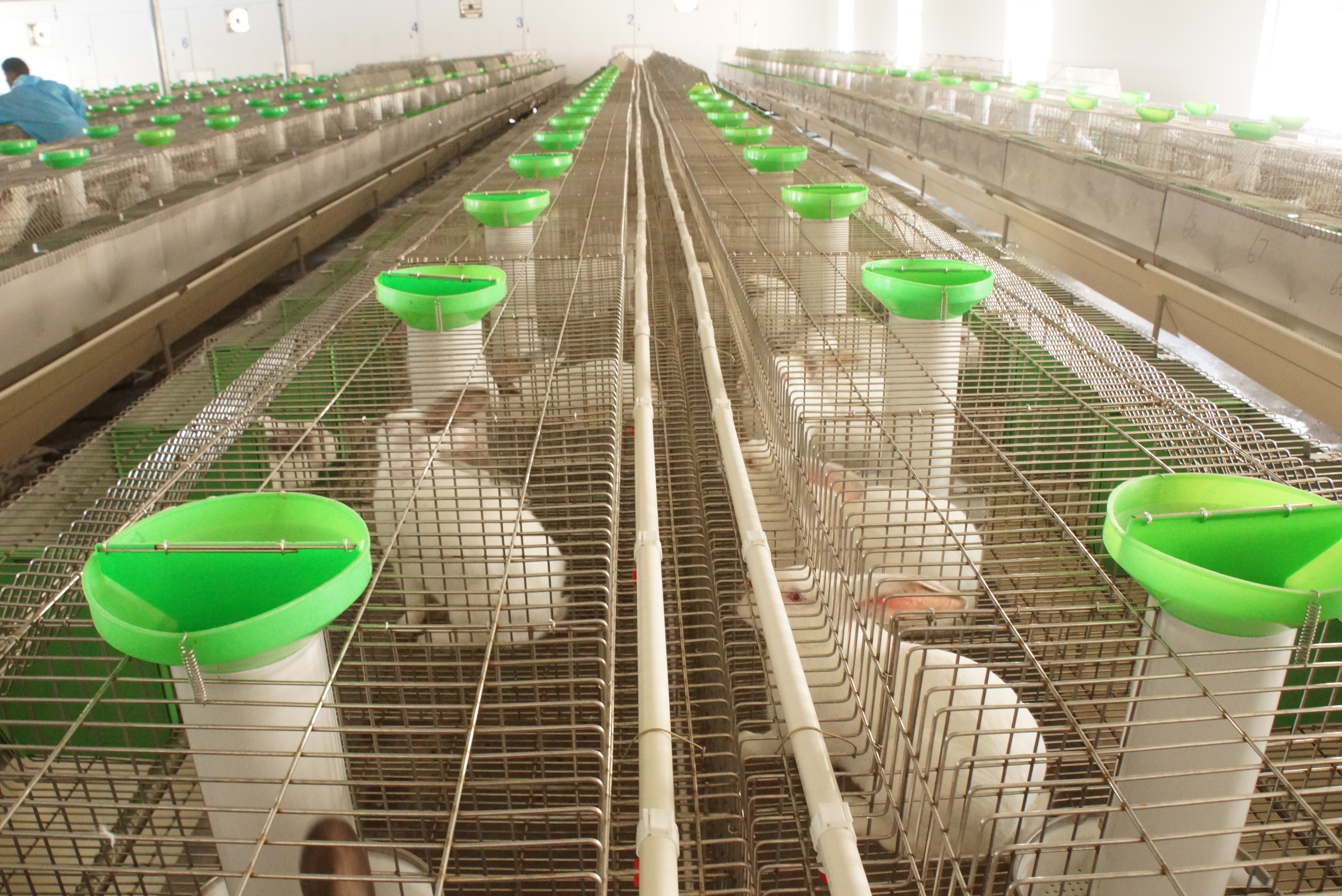 革新養(yǎng)兔行業(yè)的力量之源，最新養(yǎng)兔設(shè)備介紹與展示