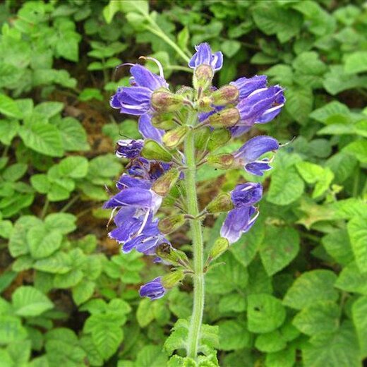 亳州丹參最新價(jià)格，市場走勢及選購指南全解析