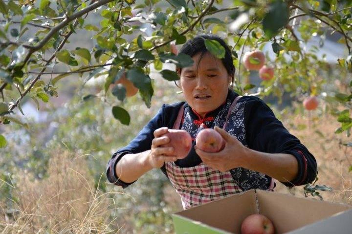 沂源蘋果最新價(jià)格，綠色之旅帶來內(nèi)心的平靜