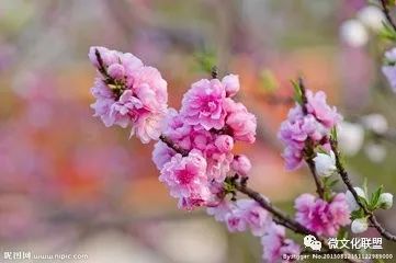 科技巔峰之作桃花開啟未來生活新紀(jì)元，最新章節(jié)預(yù)覽