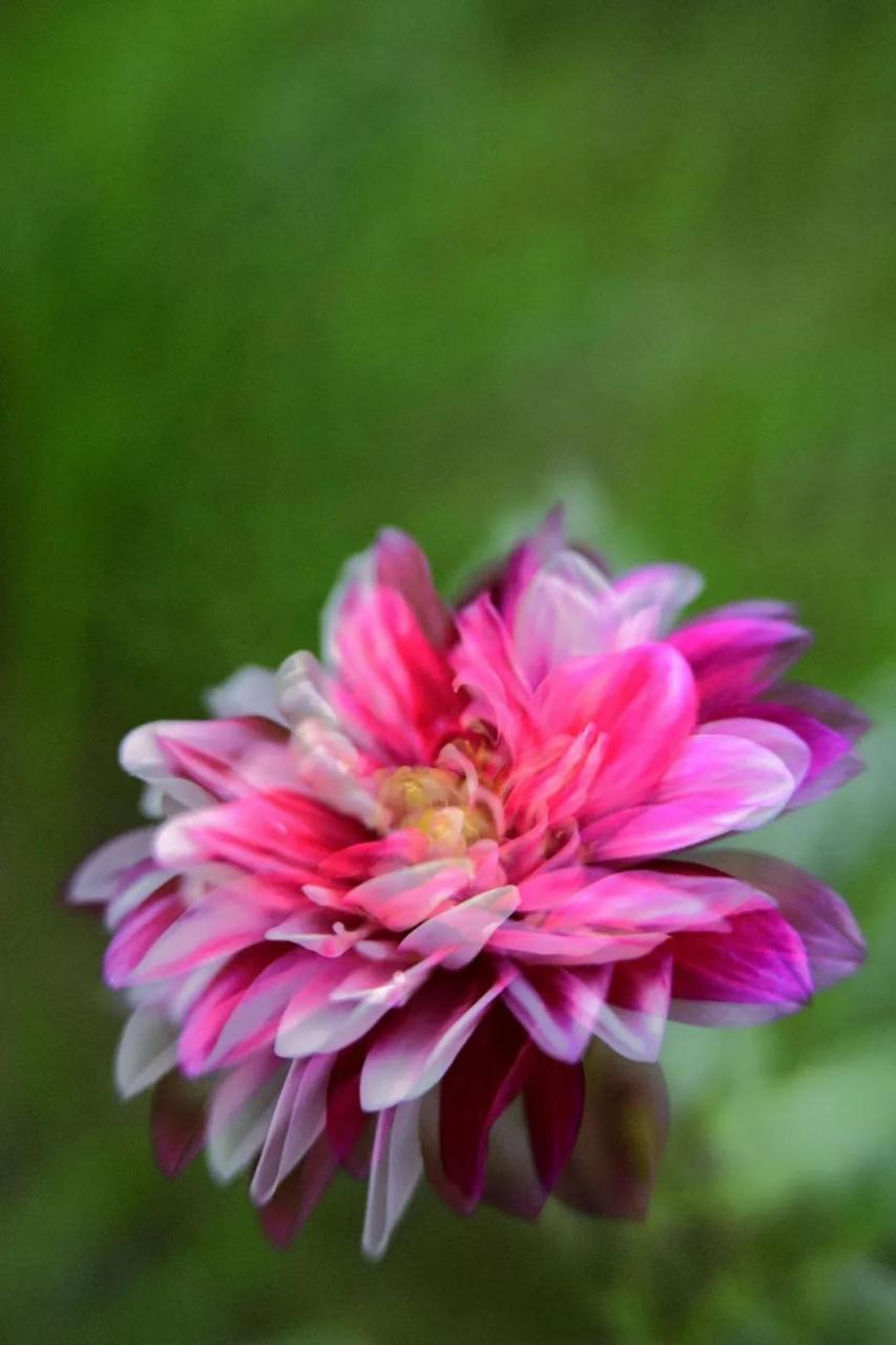 最新花舞，綻放的藝術(shù)之美欣賞