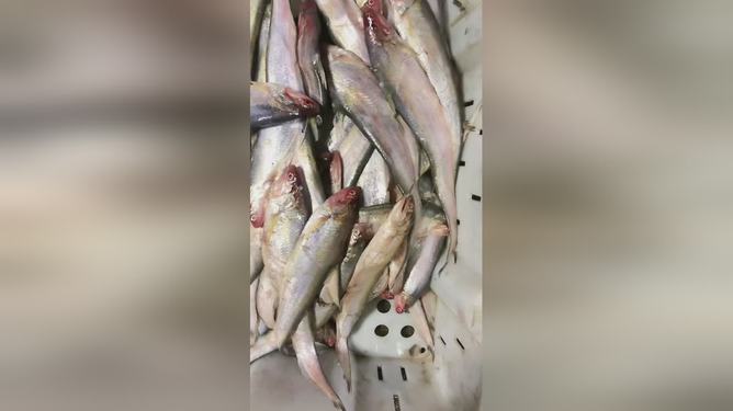 最新魚視頻，海洋生態(tài)與觀賞魚文化的精彩交融