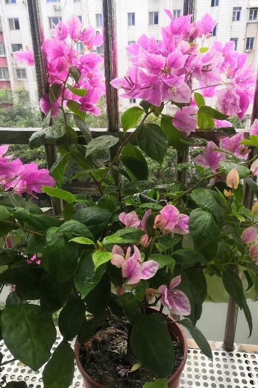 小巷深處的獨(dú)特花語，最新殘花之美