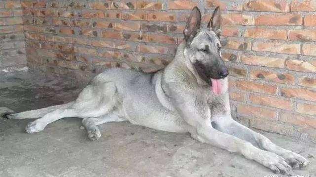 日本最新動(dòng)態(tài)，溫馨日常趣事與最新情報(bào)分享