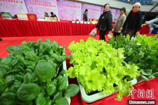 南京最新蔬菜，時代味道與文化脈絡(luò)的融合