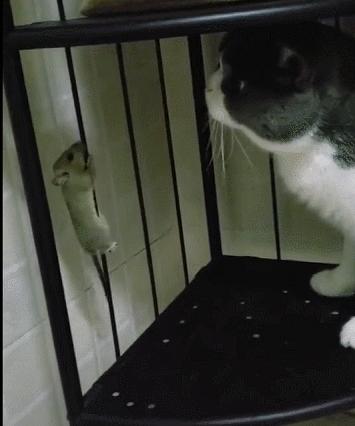 城市隱秘觀察者，灰色老鼠的最新動(dòng)態(tài)觀察