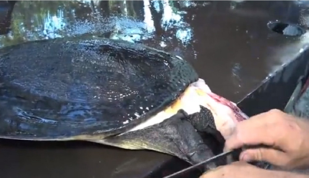 最新釣甲魚，一段垂釣樂趣的溫馨時光