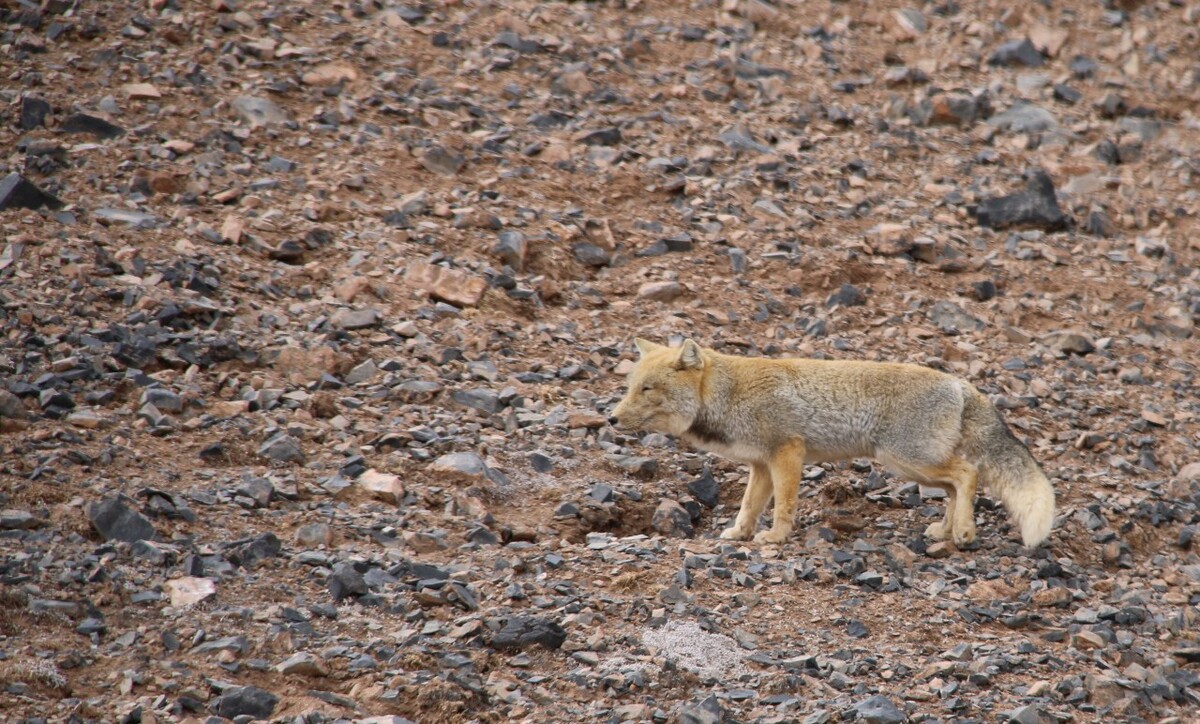 最新野狐，學(xué)習(xí)變化，自信助力夢想實(shí)現(xiàn)