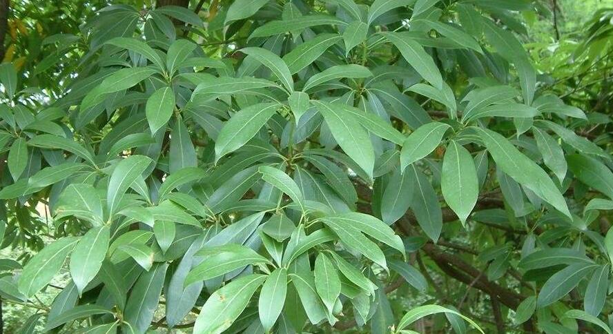 南山楠最新，自然美景的輕松探索之旅