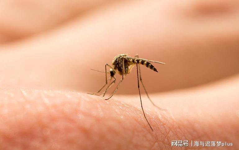 揭秘蚊子世界，最新報道與防治策略探索