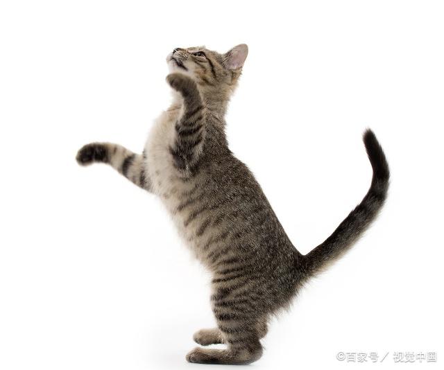 貓咪最新跳轉(zhuǎn)，尋找內(nèi)心平靜的奇妙冒險之旅