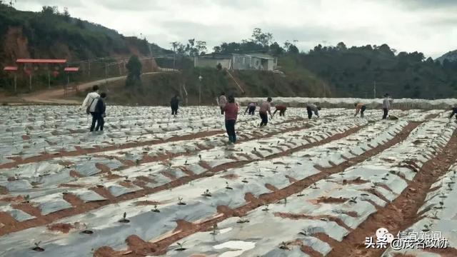 信宜最新肺炎，理解、應對與關愛