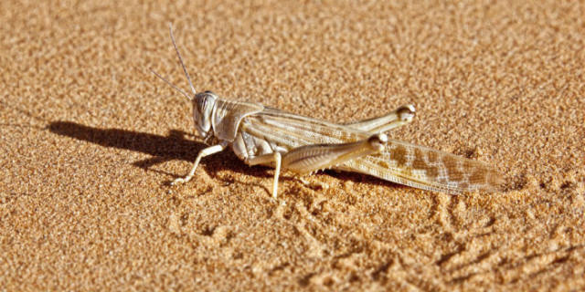 蝗災(zāi)最新動(dòng)態(tài)，科技先鋒引領(lǐng)抗災(zāi)新時(shí)代