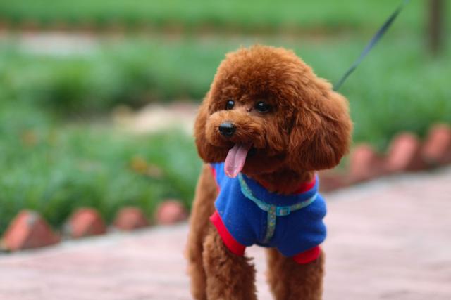 泰迪最新科技新品重塑生活體驗(yàn)潮流