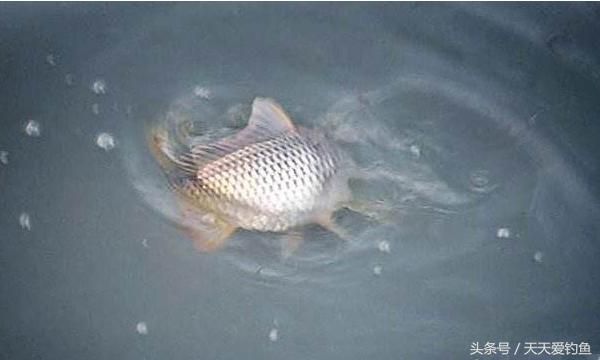 最新逗釣步驟指南，從入門(mén)到精通的釣魚(yú)技巧分享