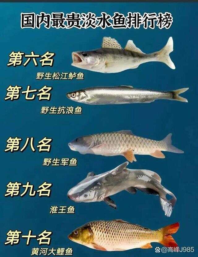 青魚(yú)國(guó)產(chǎn)最新論述，探索與解析