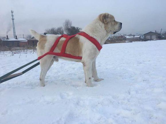 中亞犬，小巷深處的神秘秘境探索