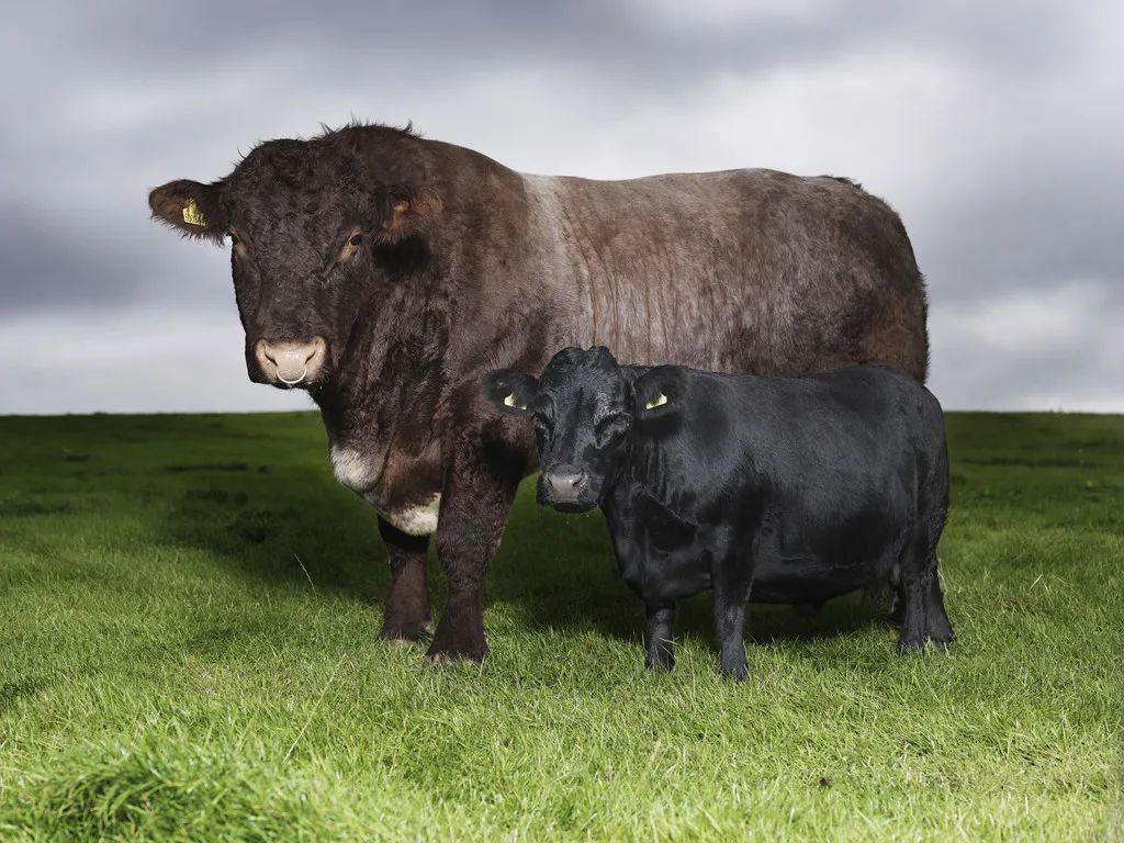 小巷隱藏寶藏，探訪特色小店，領(lǐng)略最牛最新魅力之旅