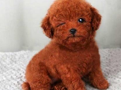 最新小鹿犬，趣事不斷，傳遞溫馨友誼與愛的小使者