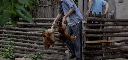 最新版偷雞，從變化中學習，擁抱自信，成就非凡之路