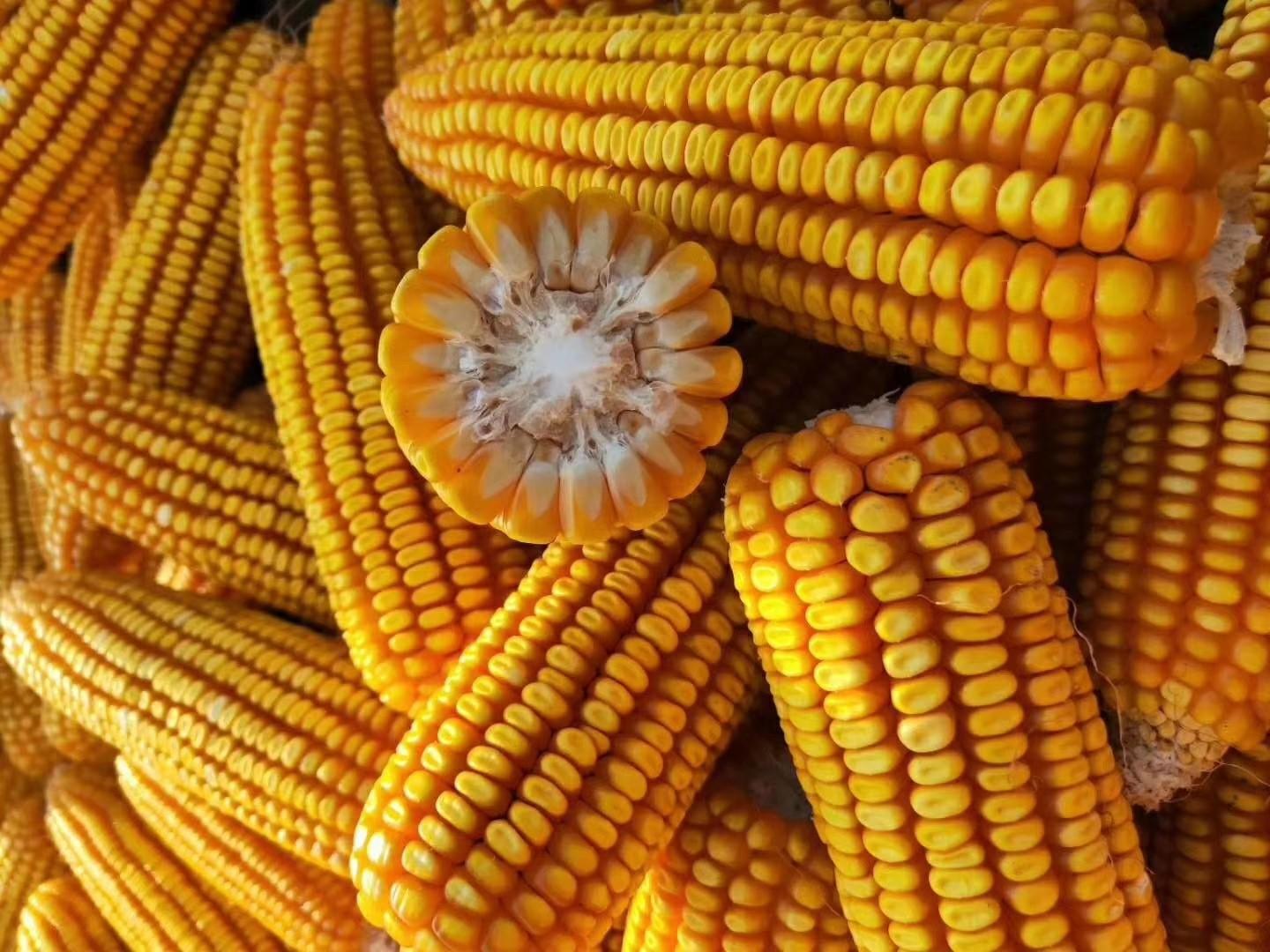 運(yùn)動(dòng)場(chǎng)館燈具 第52頁(yè)