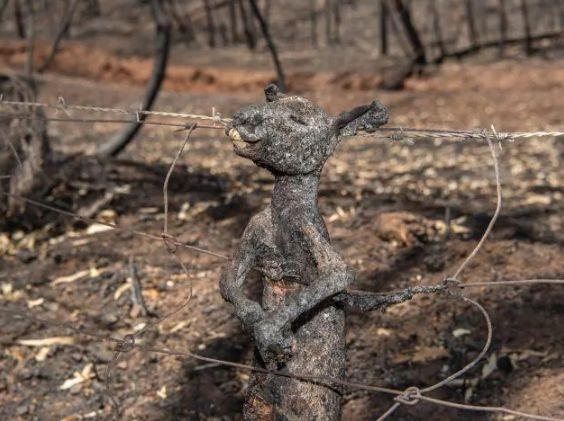 南澳山火最新情況更新，實(shí)時(shí)動(dòng)態(tài)與進(jìn)展