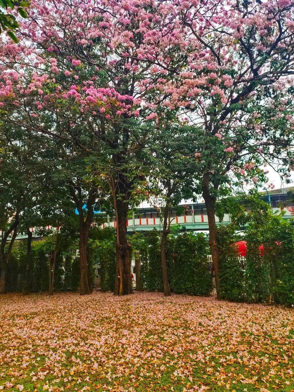 全球最新疫情動(dòng)態(tài)，變化中的學(xué)習(xí)之路與自信成就的力量