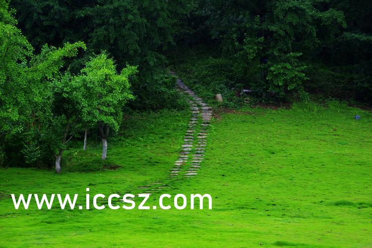 伊人最新一本，日常溫馨趣事與情感紐帶的交織