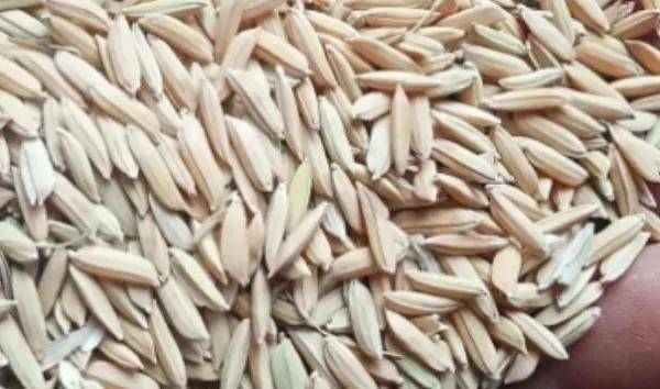 夏鳴星谷子最新科技，點(diǎn)亮生活，科技璀璨引領(lǐng)未來(lái)