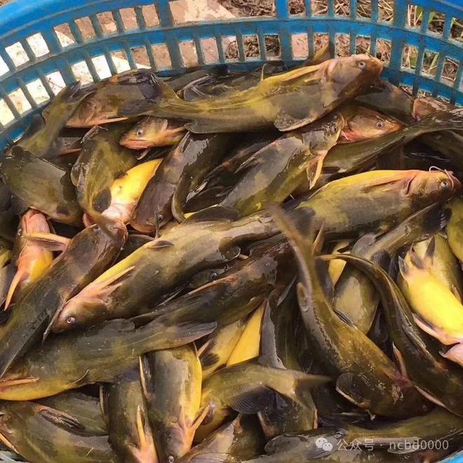 黃顙魚最新報價大全，專業(yè)指南與實時更新